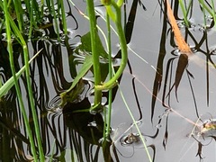 Ornduffia reniformis