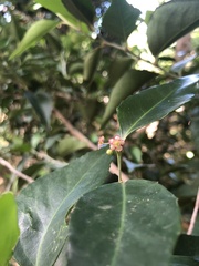 Maytenus acuminata acuminata