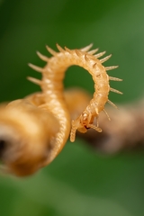 Haplophilus subterraneus