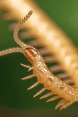 Haplophilus subterraneus