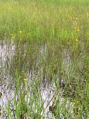 Ornduffia reniformis