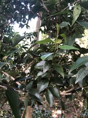 Maytenus acuminata acuminata
