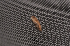 Cryptophlebia ombrodelta
