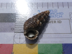 Batillaria australis