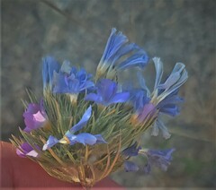 Leptosiphon grandiflorus