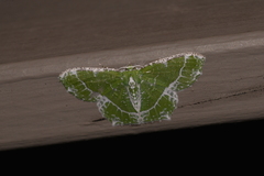 Eucyclodes insperata