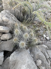 Echinocereus stramineus
