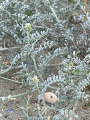 Astragalus magdalenae