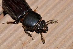 Mastachilus australasicus