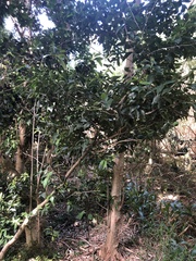 Maytenus acuminata acuminata