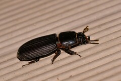 Mastachilus australasicus