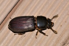 Mastachilus australasicus