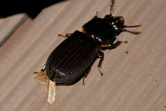 Mastachilus australasicus