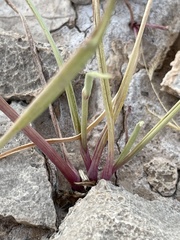 Allium geyeri