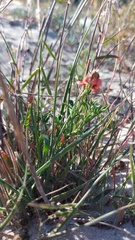 Indigofera heterophylla