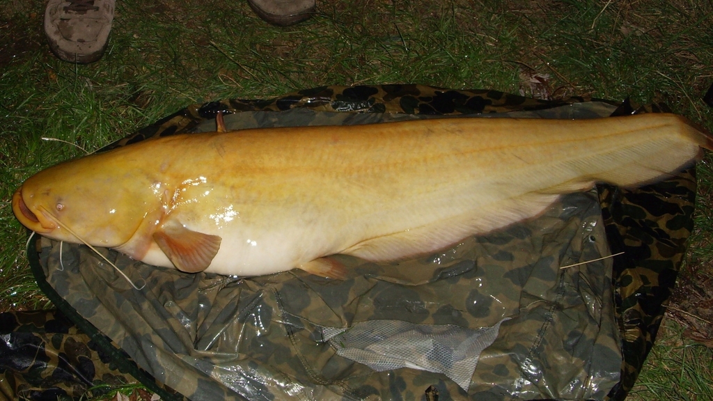 Wels Catfish (Fish of Serbia guide) · iNaturalist