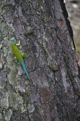 Sceloporus hondurensis