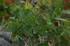 Angophora hispida