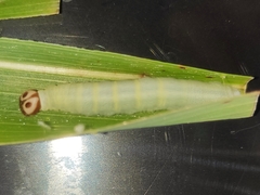 Pelopidas conjuncta