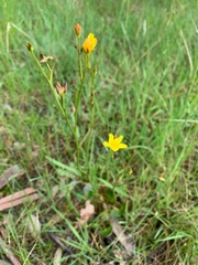 Ornduffia reniformis