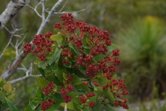 Angophora hispida