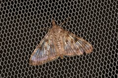 Dysallacta negatalis