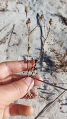 Steirodiscus tagetes