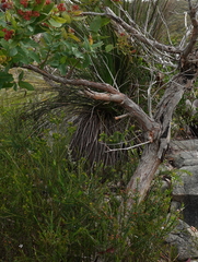 Angophora hispida