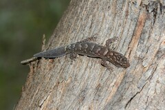 Christinus marmoratus