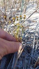 Steirodiscus tagetes