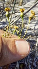 Steirodiscus tagetes