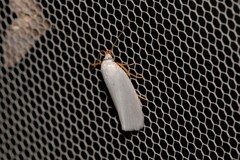 Xylorycta argentella