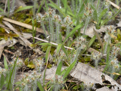 Plantago bellardii
