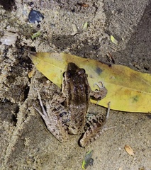 Leptodactylus insularum