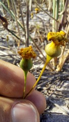 Steirodiscus tagetes