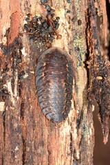Laxta granicollis