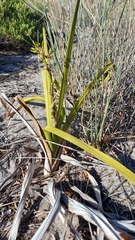 Eulophia tristis