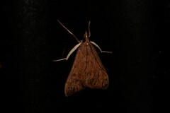 Uresiphita ornithopteralis