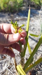 Eulophia tristis