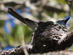 Myiagra cyanoleuca