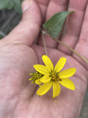 Bahiopsis chenopodina