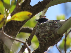 Myiagra cyanoleuca