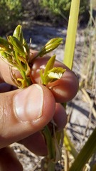 Eulophia tristis