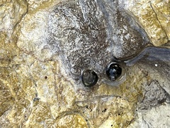 Littorina subrotundata