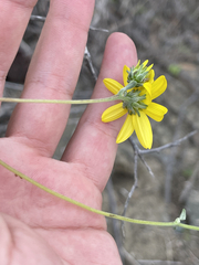 Bahiopsis chenopodina