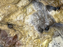 Littorina subrotundata