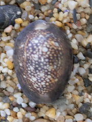 Monetaria caputserpentis