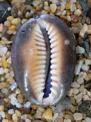 Monetaria caputserpentis