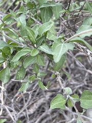 Bahiopsis chenopodina