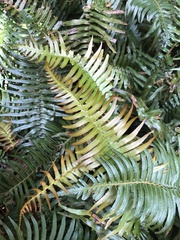 Blechnum punctulatum